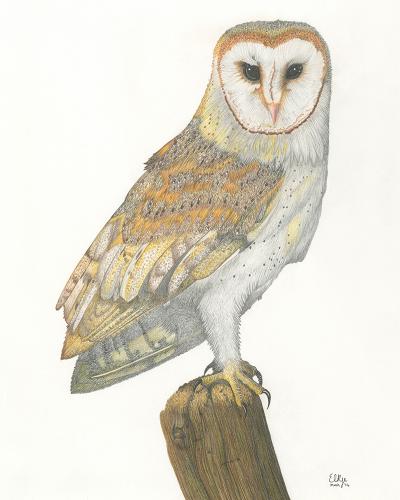 Barn Owl