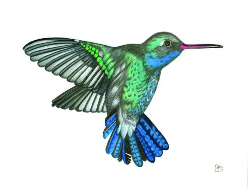 Broad-Billed Hummingbird