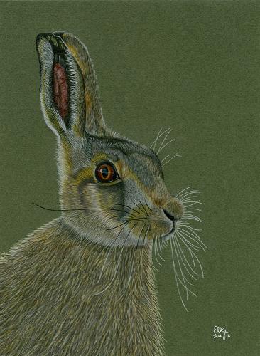 Brown Hare