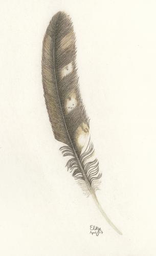 European Eagle Owl Feather