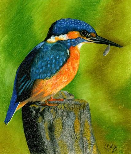 Kingfisher