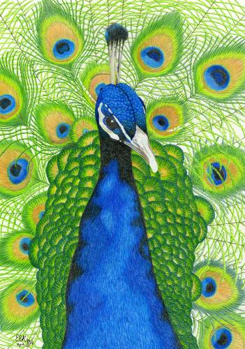 Peacock