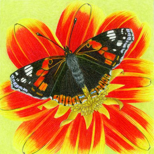 Red Admiral Butterfly