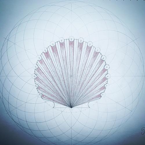 Scallop Shell created on a torus geometric construction