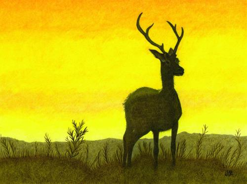 Sunset Stag