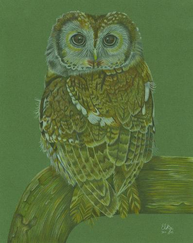 Tawny Owl