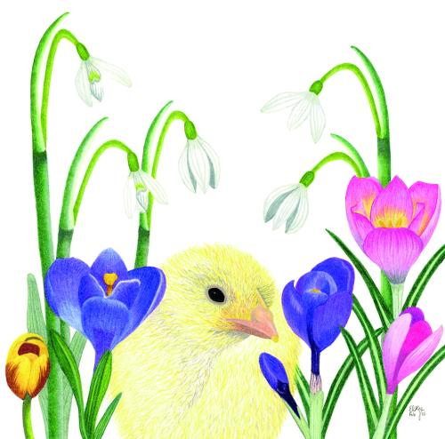 The Chick amongst the Spring Flowers