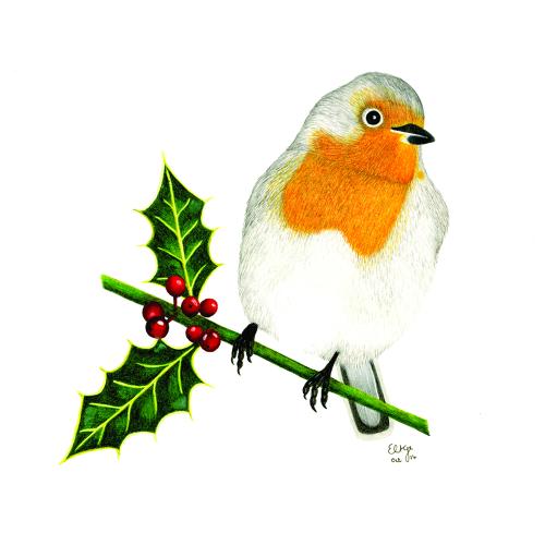 The Robin amongst the Holly