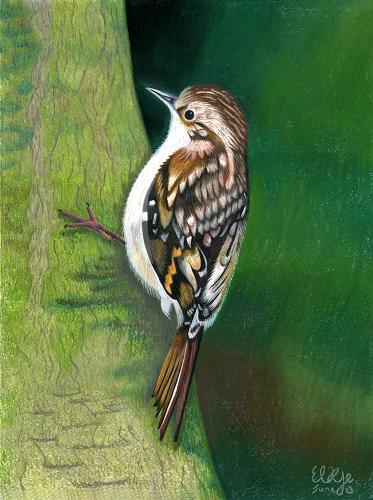 Treecreeper